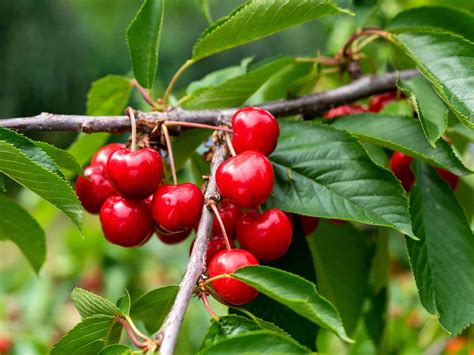 cherry_wild|How to Grow a Wild Cherry Tree